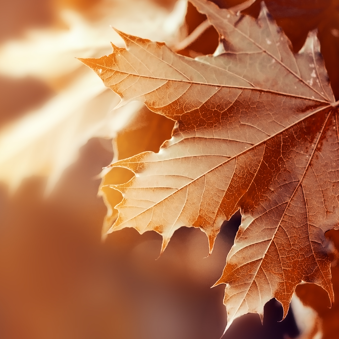 Sai perché le foglie diventano gialle in autunno?