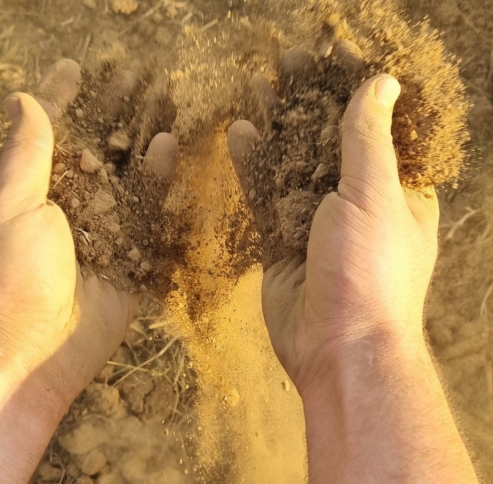 L’espressione nel vino del terroir di Suvereto e Val di Cornia