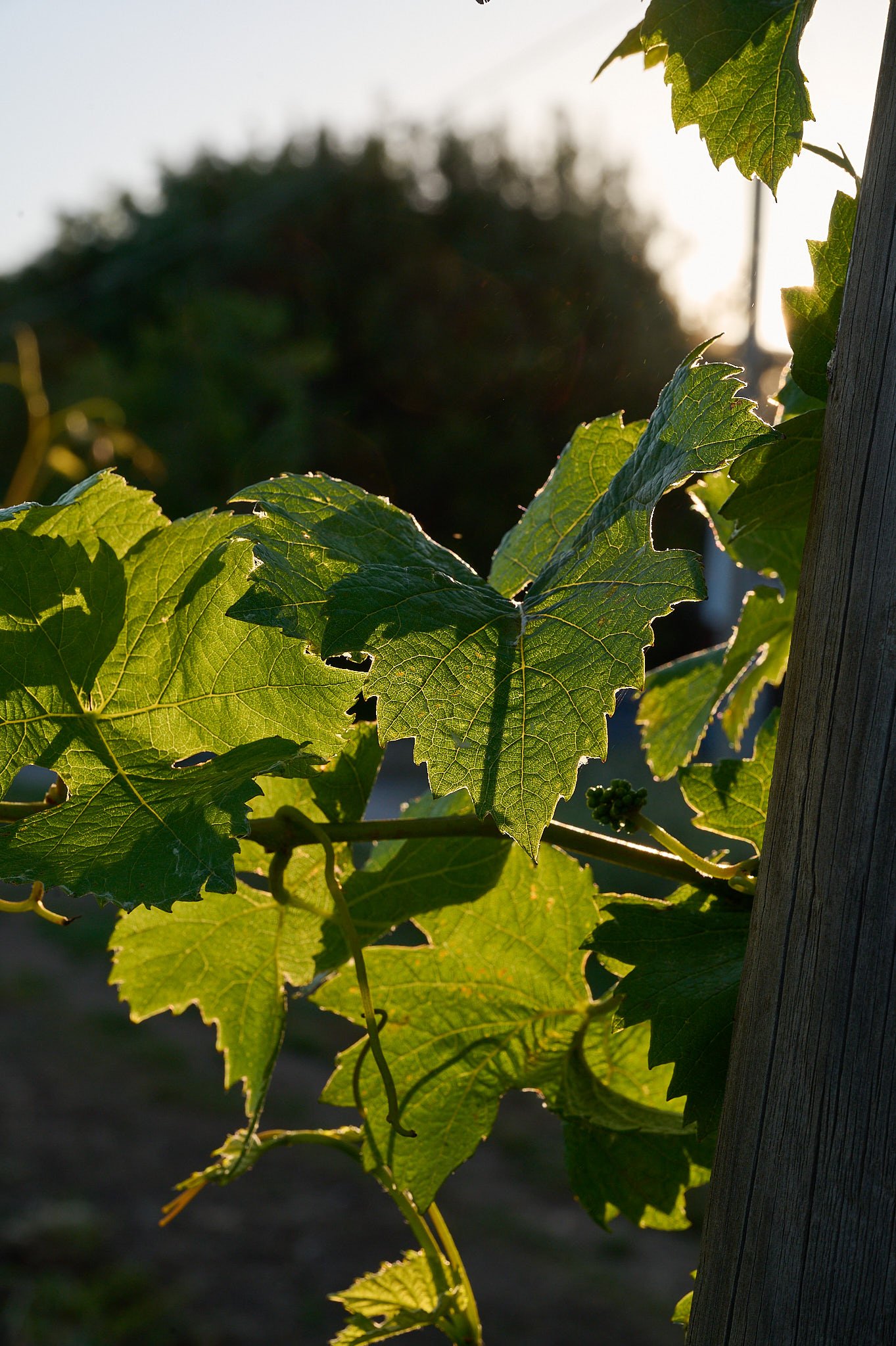 Vigna terradonnà